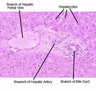 Histology A560