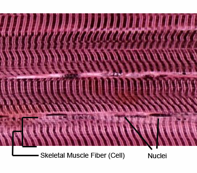 Histology A560