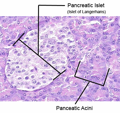 Histology A560