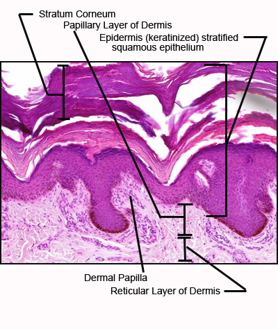 Histology A560