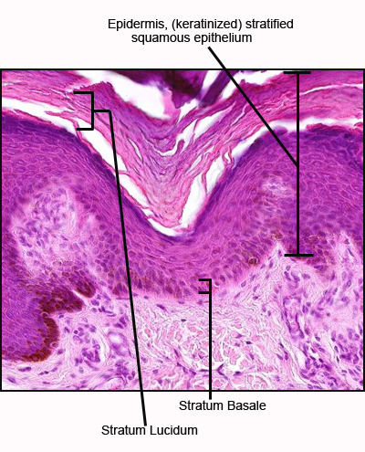 Histology A560