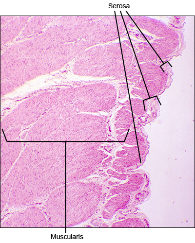 Histology A560