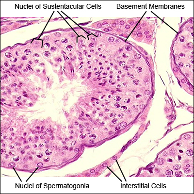 Histology A560