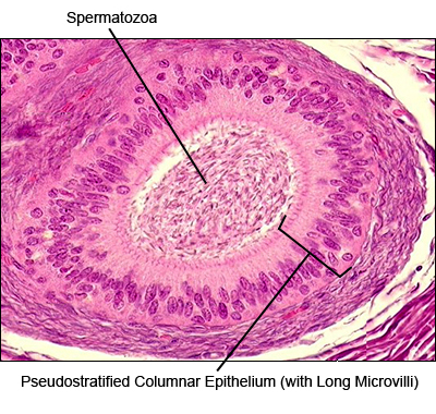 Histology A560