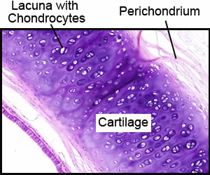 lacunae cartilage